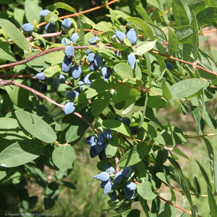 Yezberry® Solo™ - Lonicera caerulea from EC Browns Nursery