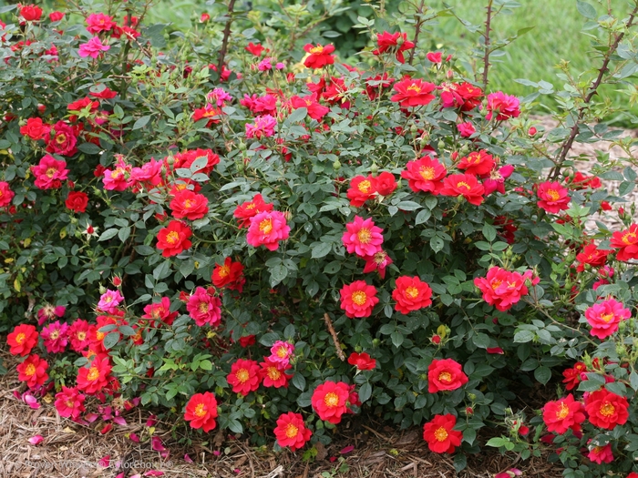 Oso Easy&reg; Urban Legend&reg; - Rosa 'ChewPatout' PP28395, Can 5831 (Rose) from EC Browns Nursery