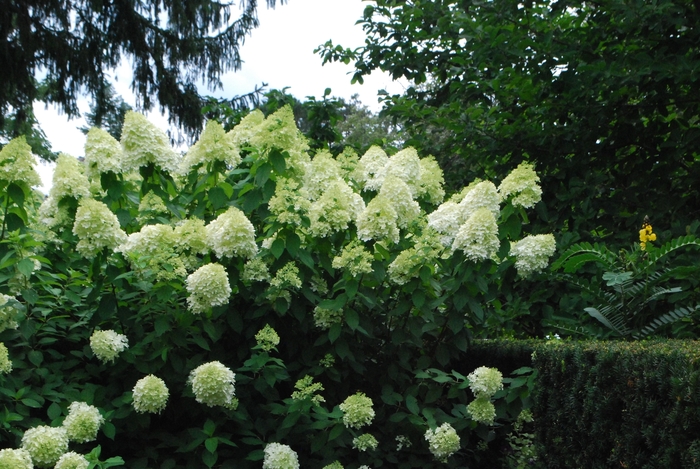 Little Lime&reg; - Hydrangea paniculata from EC Browns Nursery
