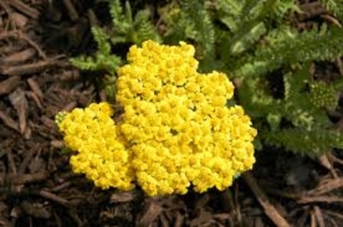 Little Moonshine Yarrow - Achillea 'ACBZ0002' PP28179 (Yarrow) from EC Browns Nursery