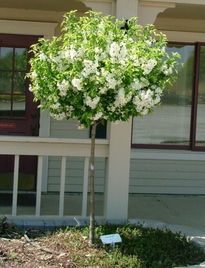 Lollipop&reg; Crabapple - Malus hybrid from EC Browns Nursery