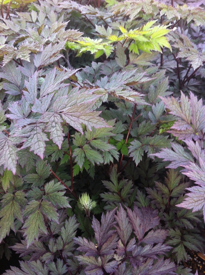 Black Snakeroot - Actaea simplex 'Pink Spike' from EC Browns Nursery