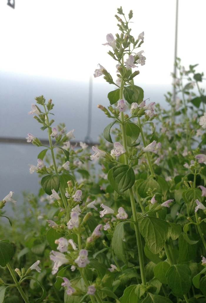 Calamint - Calamintha nepeta from EC Browns Nursery