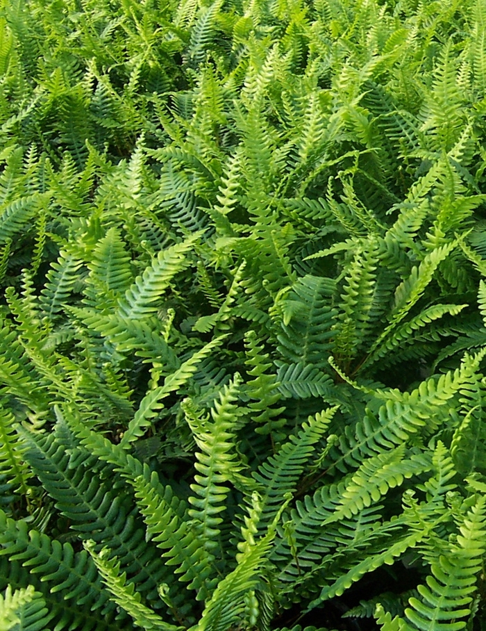Deer Fern - Blechnum spicant from EC Browns Nursery