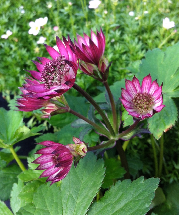 Hattie's Pincushion - Astrantia major 'Ruby Wedding' from EC Browns Nursery