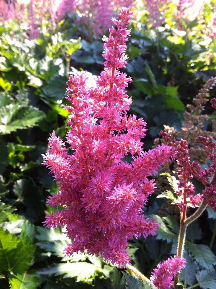 False Spirea - Astilbe chinensis 'Little Vision in Pink' from EC Browns Nursery