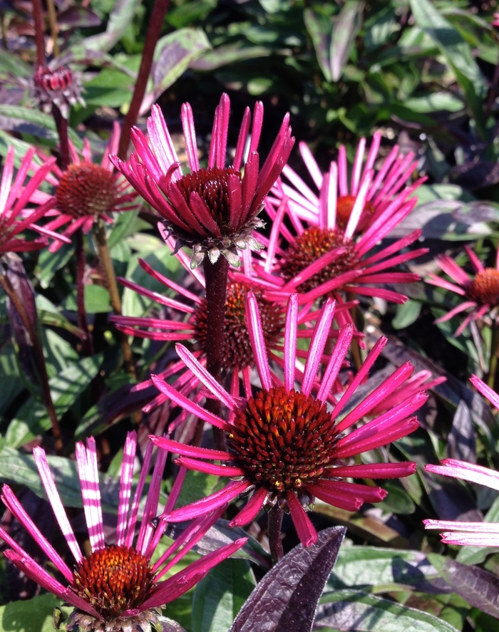 Burgundy Fireworks Coneflower - Echinacea 'Burgundy Fireworks' (Coneflower) from EC Browns Nursery