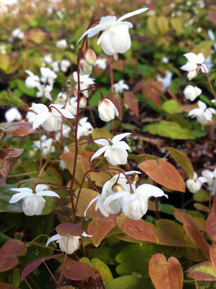 Barrenwort - Epimedium youngianum 'Niveum' from EC Browns Nursery