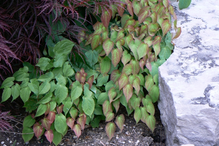 Red Barrenwort - Epimedium x rubrum from EC Browns Nursery