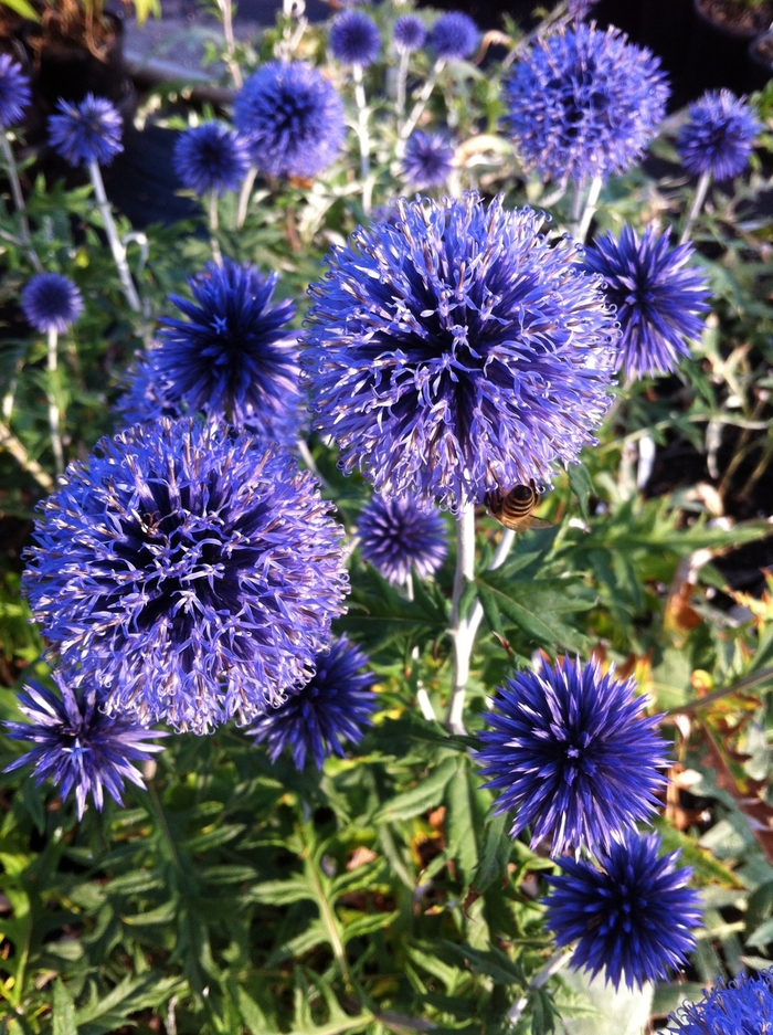 Globe Thistle - Echinops ritro 'Veitch's Blue' from EC Browns Nursery