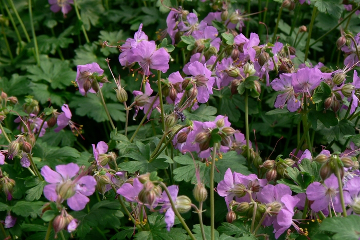 Dwarf Cransebill - Geranium x cantabrigiense 'Cambridge' from EC Browns Nursery