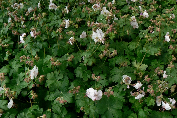 Biokovo Dwarf Cransebill - Geranium x cantabrigiense 'Biokovo' (Dwarf Cransebill) from EC Browns Nursery