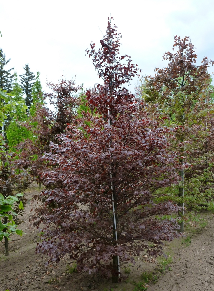Purpurea (Atropurpurea) - Fagus sylvatica from EC Browns Nursery