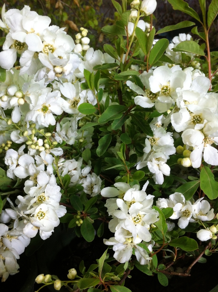 'The Bride' Pearlbush - Exochorda x macrantha from EC Browns Nursery