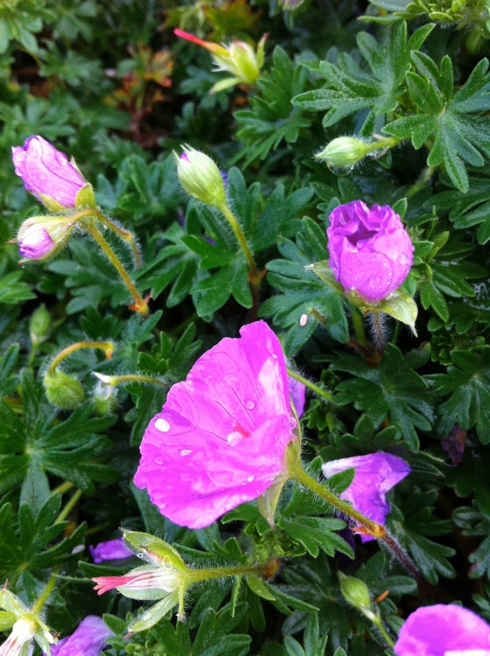 Bloody Cranesbill - Geranium sanguineum 'Max Frei' from EC Browns Nursery