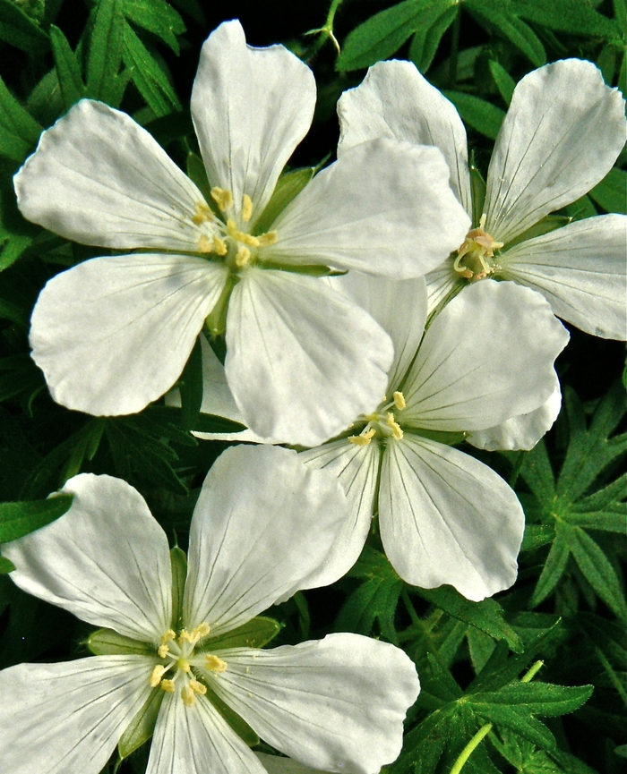 Bloody Cranesbill - Geranium sanguineum 'Album' from EC Browns Nursery