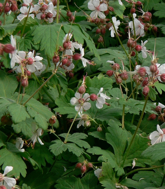 Geranium macrorrhizum 'Spessart' - from EC Browns Nursery