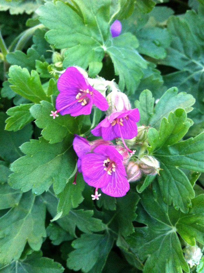 Bigroot Geranium - Geranium macrorrhizum 'Bevan's Variety' from EC Browns Nursery