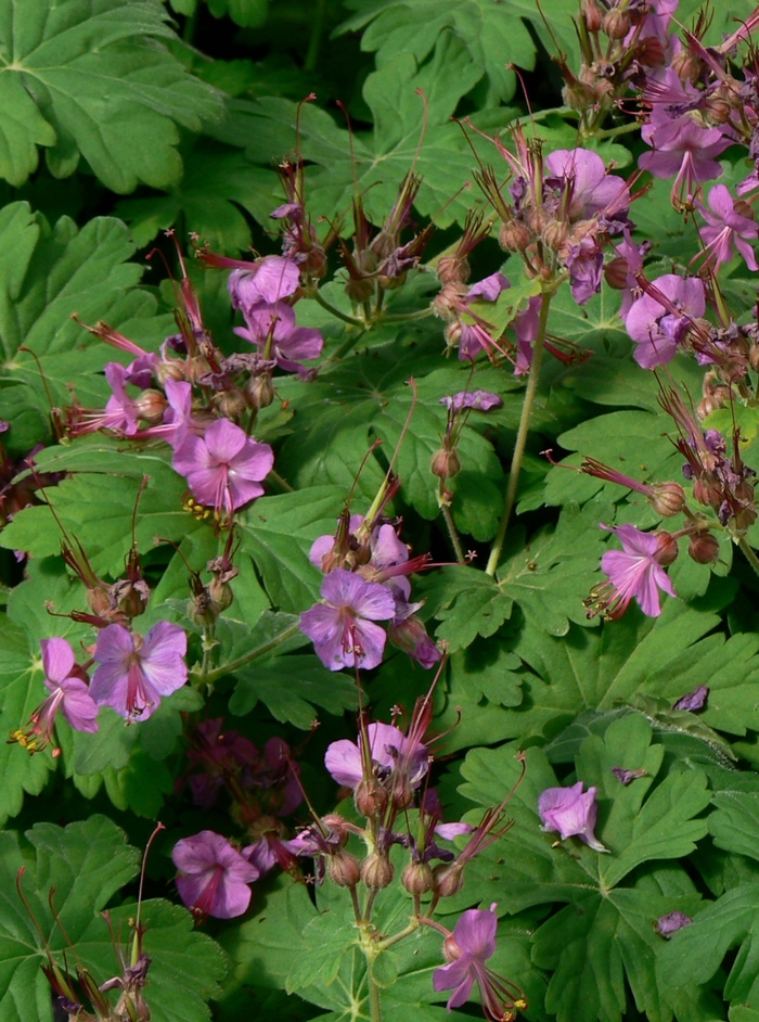 Bigroot Geranium - Geranium macrorrhizum from EC Browns Nursery