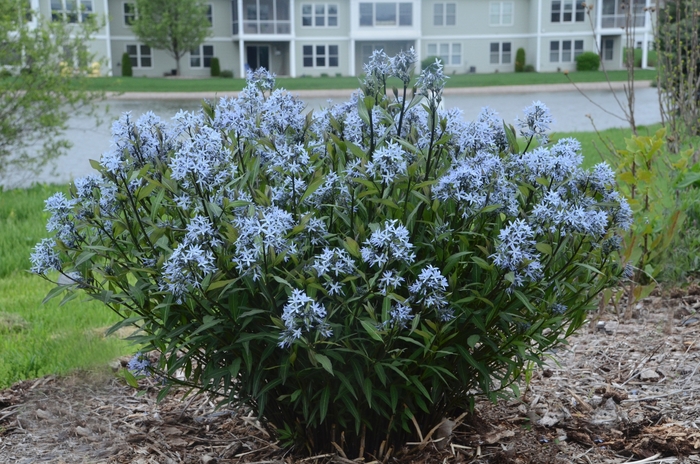 Amsonia 'Storm Cloud' - Amsonia tabernaemontana 'Storm Cloud' (Bluestar) from EC Browns Nursery