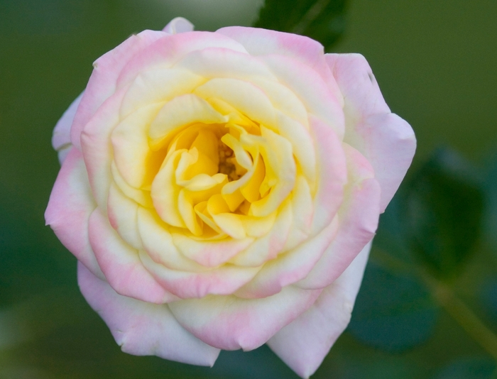 Easy Elegance® 'Music Box' Rose - Rosa 'BAIbox' from EC Browns Nursery