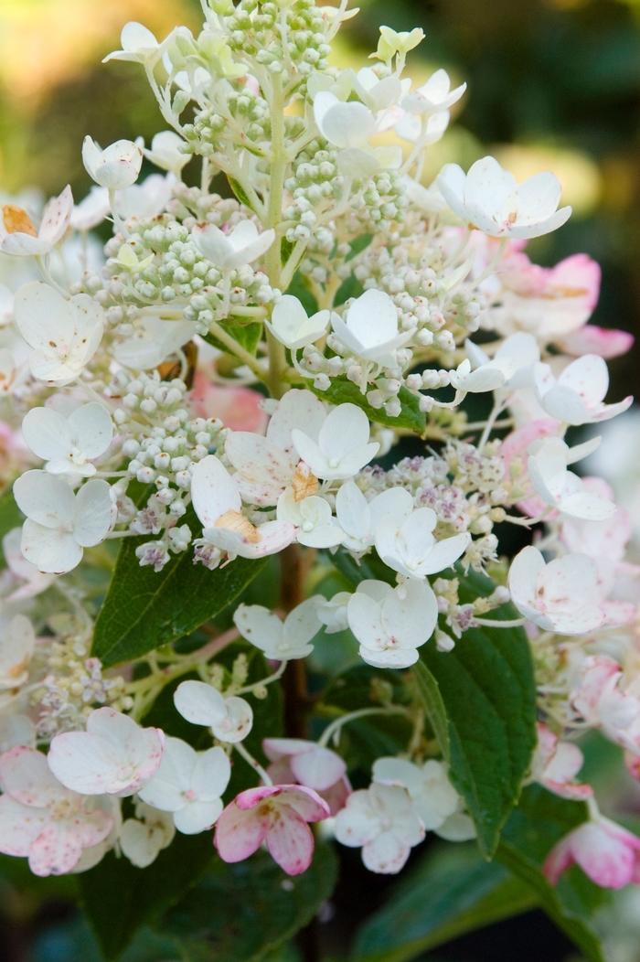 Tickled Pink Hydrangea - Hydrangea paniculata 'Tickled Pink®' from EC Browns Nursery