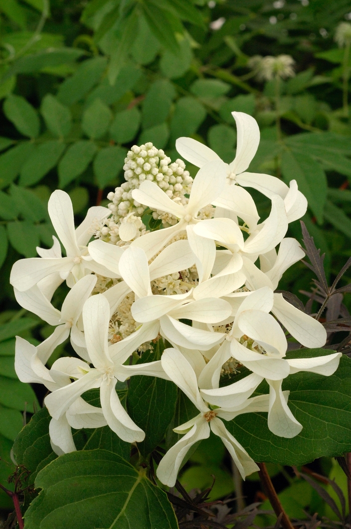 Hydrangea - Hydrangea paniculata 'Great Star' from EC Browns Nursery