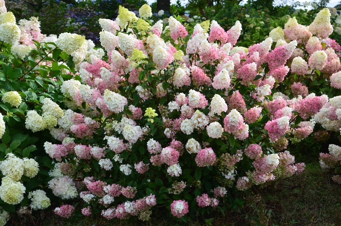 Strawberry Sundae™ Hydrangea - Hydrangea paniculata Rensu from EC Browns Nursery