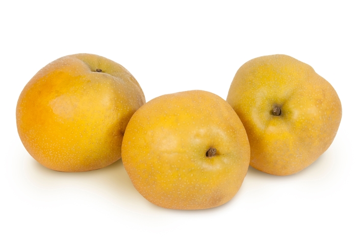 'Tawara' Asian Pear - Pyrus (Asian Pear) 'Tawara' from EC Browns Nursery