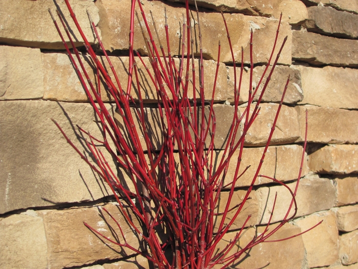 'Cayenne' Dogwood - Cornus amomum from EC Browns Nursery