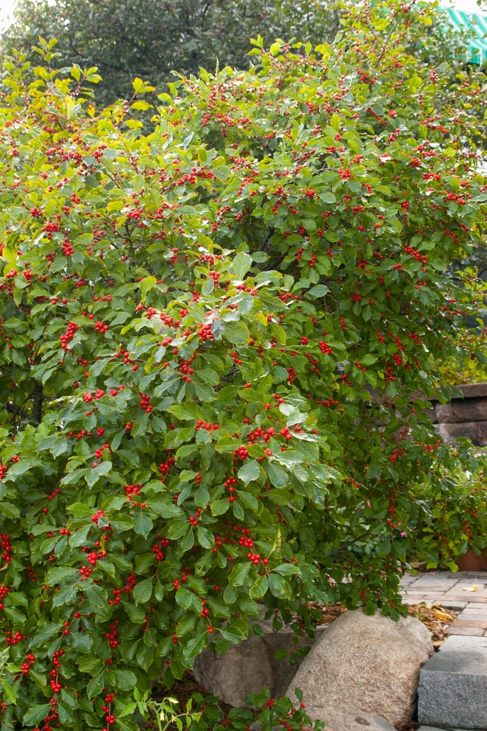 Wildfire™ Winterberry - Ilex verticillata from EC Browns Nursery