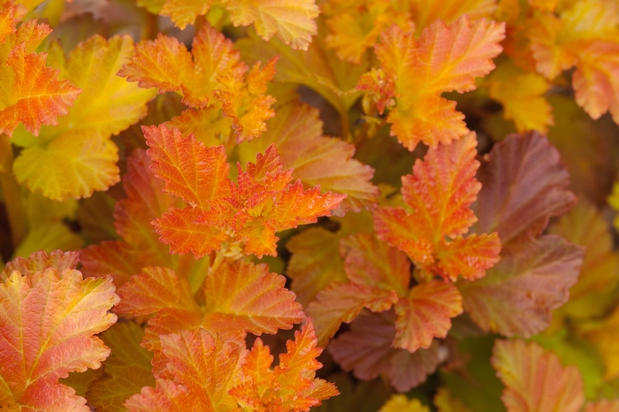 Amber Jubilee™ - Physocarpus opulifolius from EC Browns Nursery