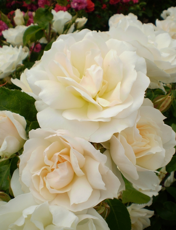 Easy Elegance® 'Champagne Wishes' - Rosa 'BAIcham' from EC Browns Nursery