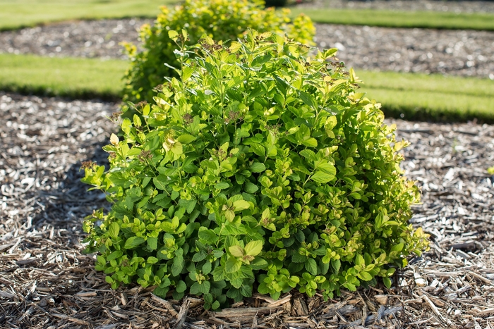 Pink Sparkler™ Birchleaf Spirea - Spiraea betulifolia from EC Browns Nursery