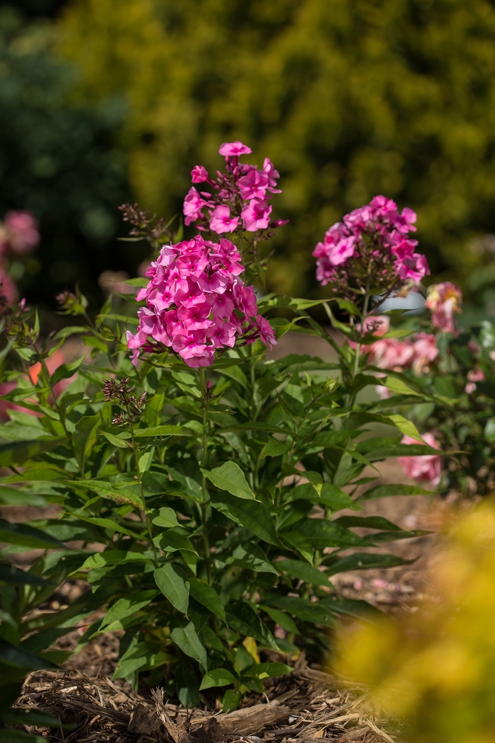 Candy Store&reg; Bubblegum Pink&trade; - Phlox paniculata 'Ditomfra' PP21171 (Garden Phlox) from EC Browns Nursery