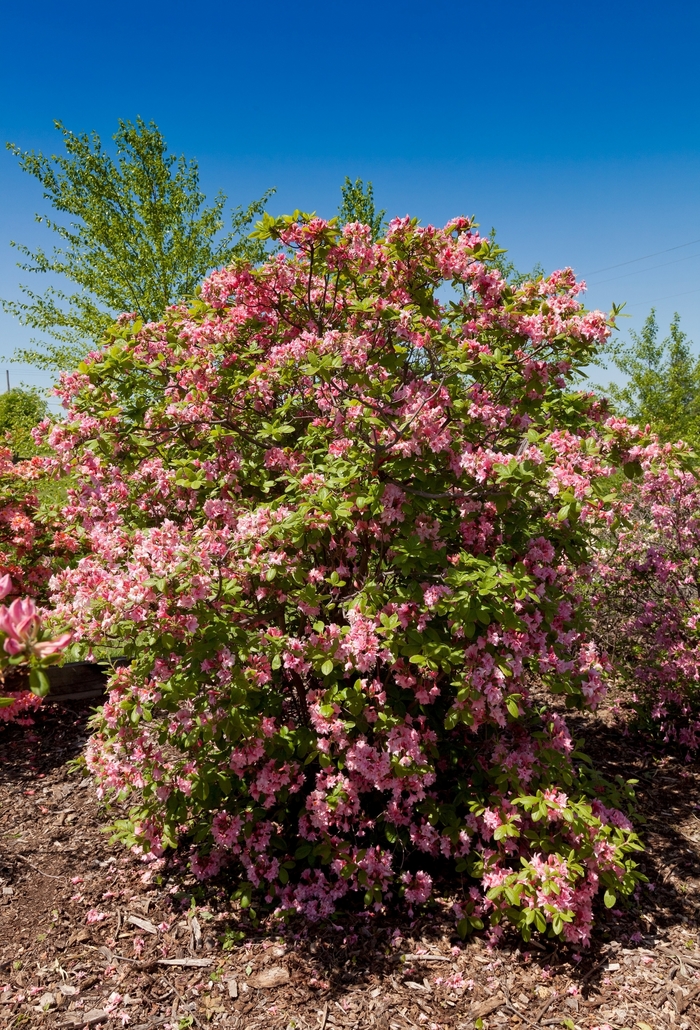 Electric Lights™ Double Pink - Rhododendron 'UMNAZ93' PP26,600 (Azalea) from EC Browns Nursery