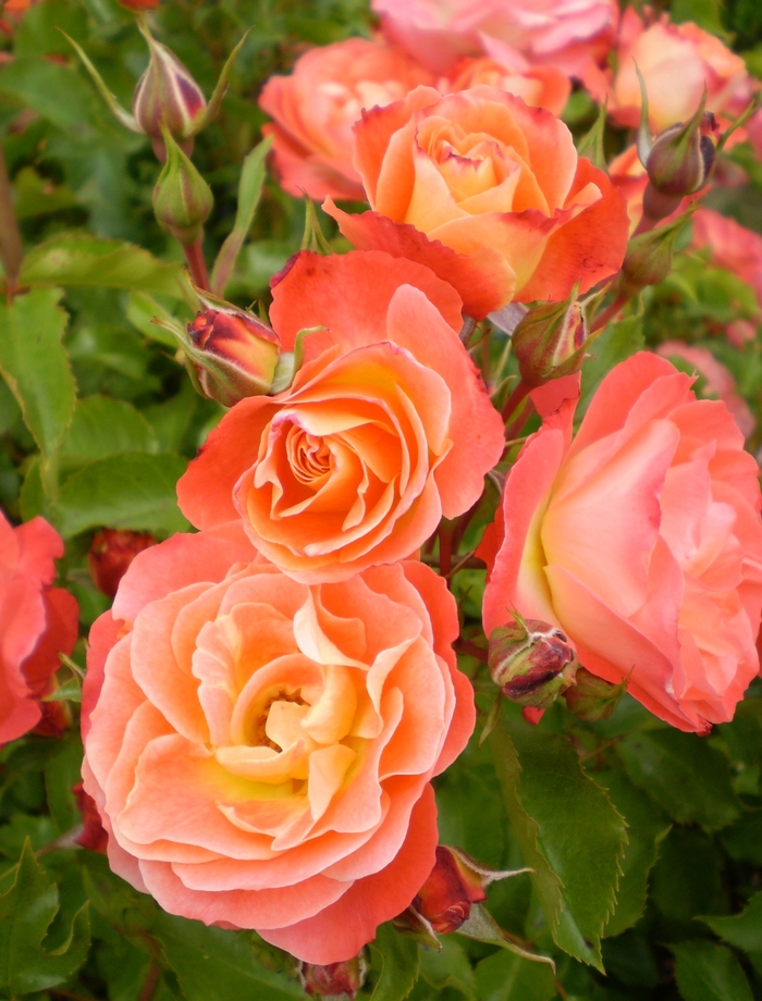 Easy Elegance® 'Coral Cove' - Rosa 'BAIove' from EC Browns Nursery