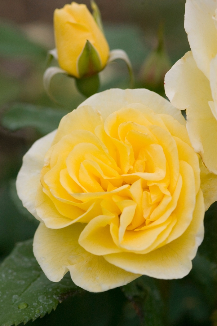 Easy Elegance&reg; 'High Voltage' - Rosa 'Baiage' from EC Browns Nursery