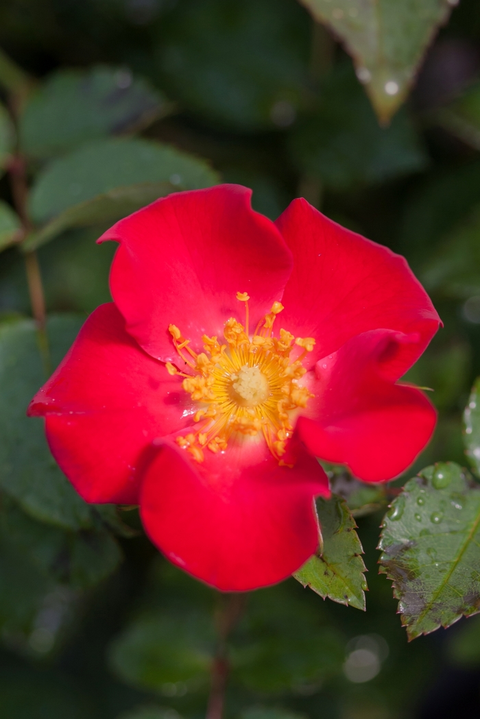 Easy Elegance&reg; 'Screaming Neon Red&trade;' - Rosa 'BAIneon' from EC Browns Nursery