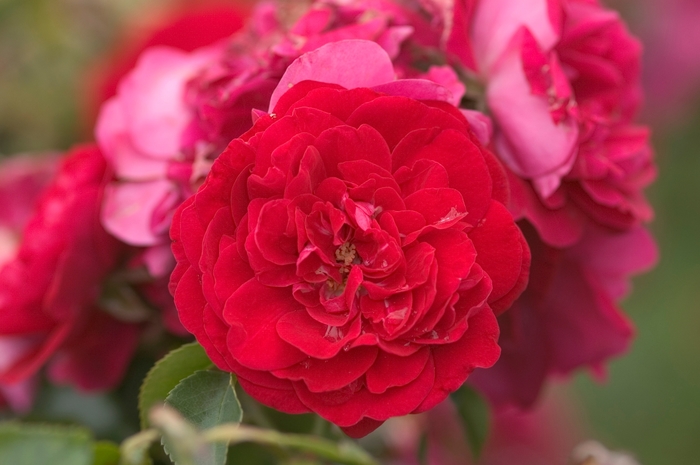 Easy Elegance&reg; 'Paint the Town' Rose - Rosa 'BAItown' PP18060 from EC Browns Nursery