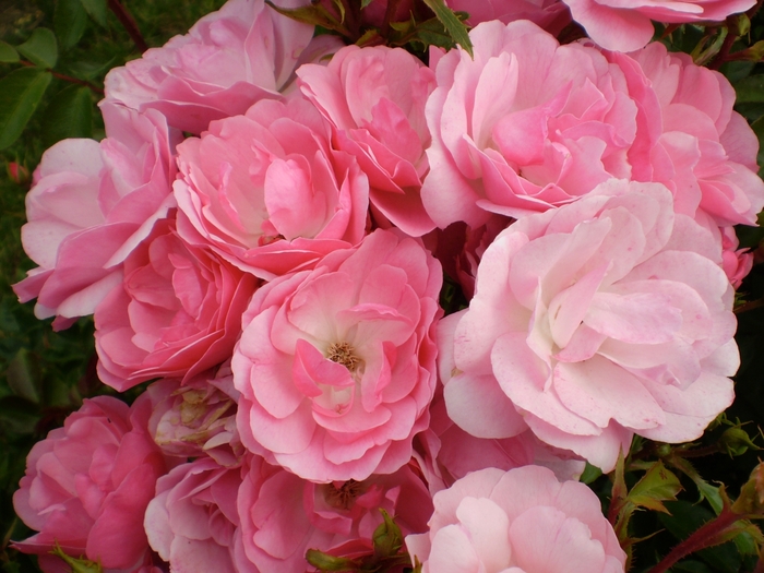 Easy Elegance&reg; Pinktopia Rose - Rosa ''BAImas'' from EC Browns Nursery