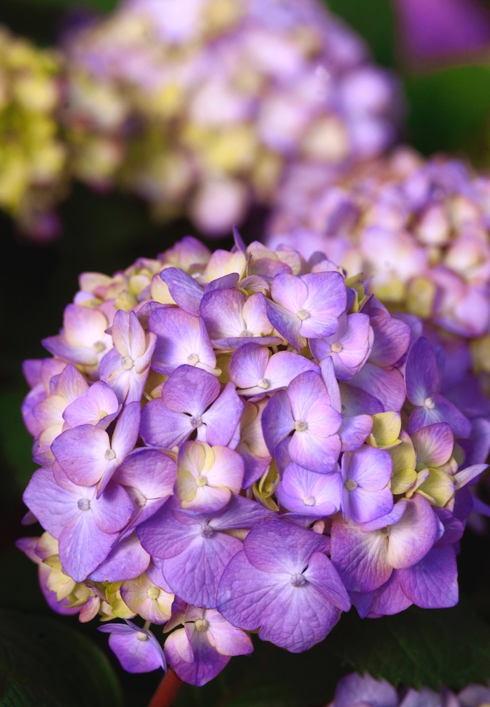 BloomStruck&reg; - Hydrangea macrophylla from EC Browns Nursery