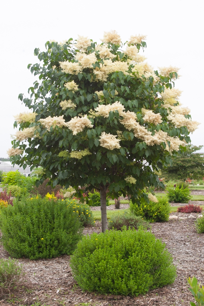 Snowdance™ Japanese Tree Lilac - Syringa reticulata from EC Browns Nursery