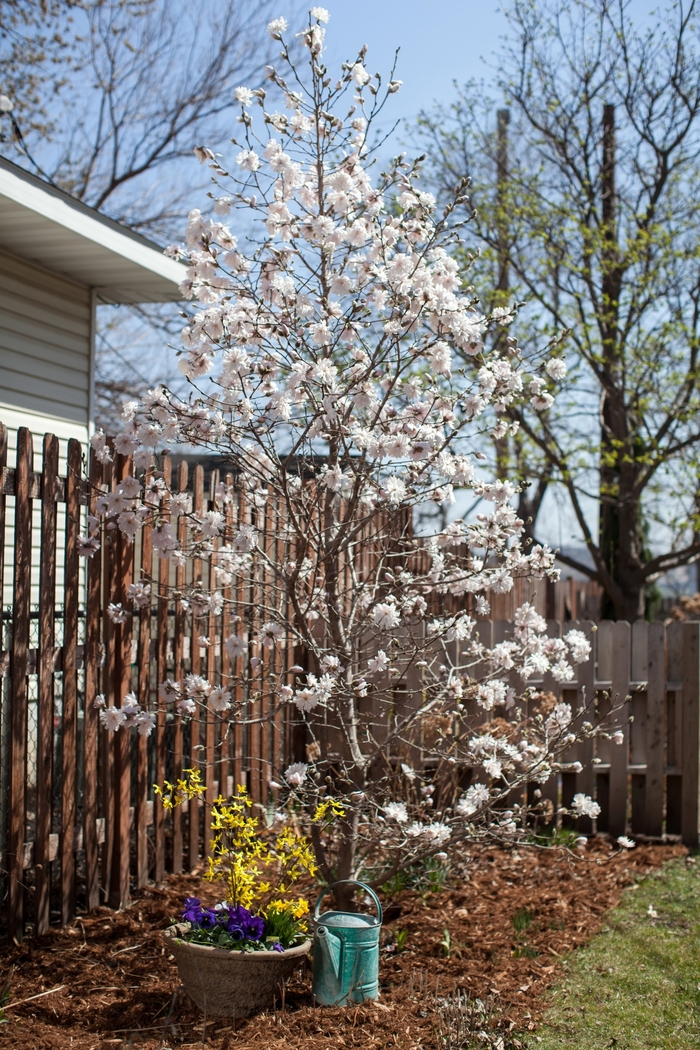 Centennial Blush™ - Magnolia stellata from EC Browns Nursery