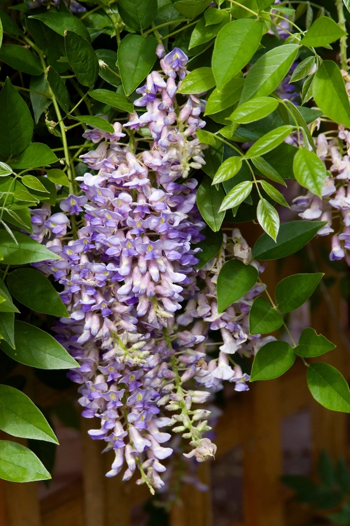 Summer Cascade™ Wisteria - Wisteria macrostachya Betty Matthews from EC Browns Nursery