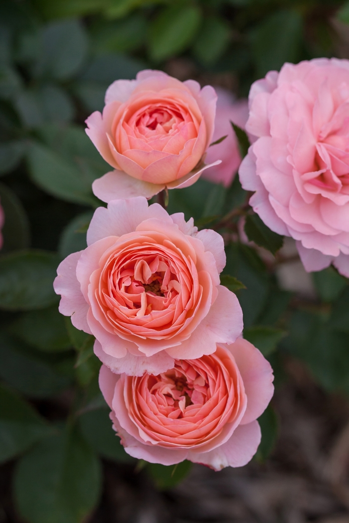Easy Elegance® Calypso - Rosa 'BAIypso' (Rose) from EC Browns Nursery
