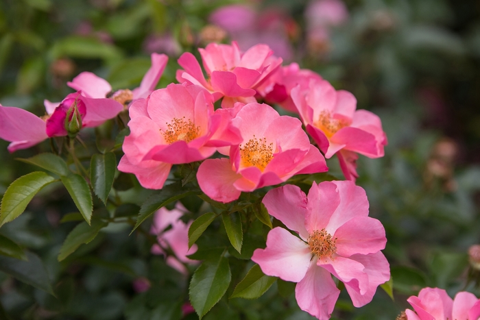 Easy Elegance® All the Rage - Rosa 'BAIrage' PP19,945 (Rose) from EC Browns Nursery