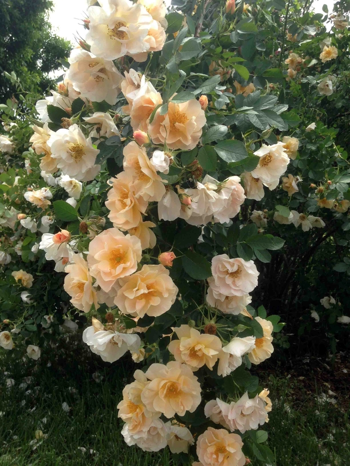 'Above and Beyond&trade;' - Rosa (Climbing Rose) from EC Browns Nursery