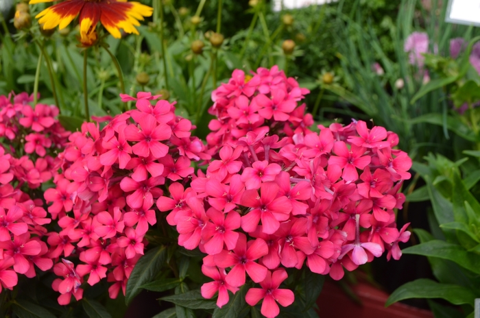 Flame&trade; Red - Phlox paniculata 'Barphflare' PP28646 (Garden Phlox) from EC Browns Nursery