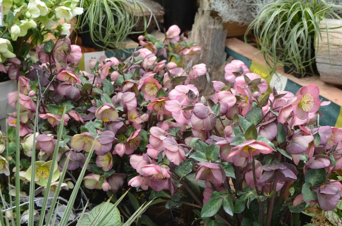 Frostkiss&trade; Lenton Rose - Helleborus 'Penny's Pink&trade;' from EC Browns Nursery